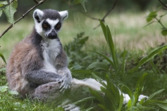 Lemur catta; Ring-tailed lemur