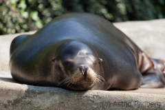 Kalifornischer Seelöwe;Zalophus californianus