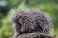 Baumstachler