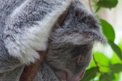 Koala;Phascolarctos cinereus
