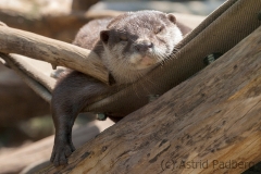 Kurzkrallenotter