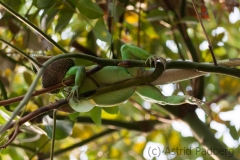 Leguan