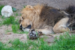 Asiatischer Löwe; Panthera leo persica; Indian Lion