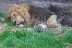 Asiatischer Löwe; Panthera leo persica; Indian Lion