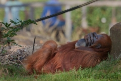 Sumatra-Orang-Utan (Pongo abelii)