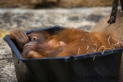 Orang Utan
