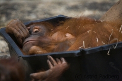 Orang Utan