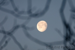 Full Moon