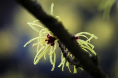 Witch-hazel, front garden