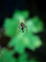 The Guardian