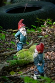 Chatting garden gnomes (Gartenzwerge)