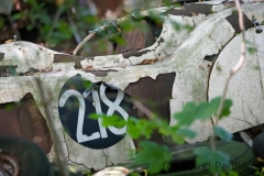 Classic car from 1950