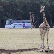 Rothschild's giraffe;Giraffa camelopardalis rothschildi