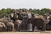 African bush elefants;Loxodonta africana