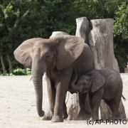 African bush elefants;Loxodonta africana