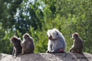 Papio hamadryas; hamadryas baboon