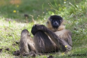 White cheeked gibbon; Nomascus leucogenys