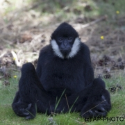 White cheeked gibbon; Nomascus leucogenys
