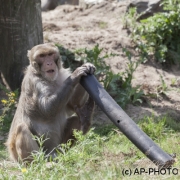 Rhesus macaque; Macaca mulatta