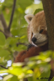 Ailurus fulgens; Roter Panda;Red Panda