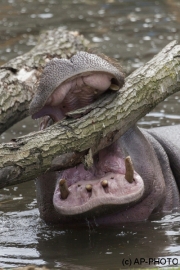 Hippopotamus amphibiu; Hippo