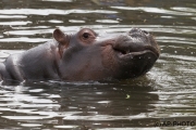 Hippopotamus amphibiu;Hippo