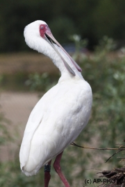African Spoonbill; Platalea alba