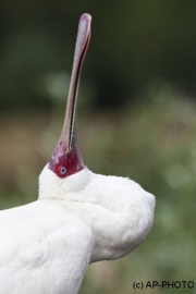 African Spoonbill; Platalea alba