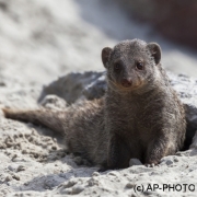 Banded Mongoose; Mungos mungo
