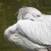 pink-backed pelican;Pelecanus rufescens;Rötelpelikan
