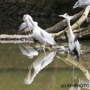 Ardea cinerea; Grey heron