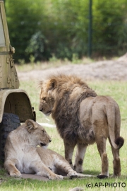 Panthera leo; lions