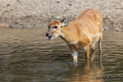Sitatunga; marshbuck;Tragelaphus spekii;Sumpfantilope