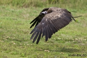 cinereous vultur; Aegypius monachus