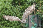 Bubo africanus africanus; spotted eagle-owl