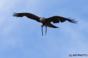 black kite; Milvus migrans migrans