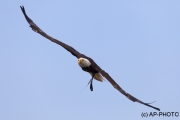 Haliaeetus leucocephalus; bald eagle;american ea