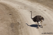 common ostrich;Struthio camelus