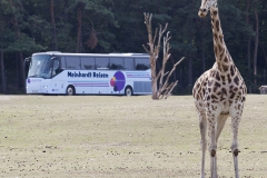 Rothschild's giraffe;Giraffa camelopardalis rothschildi