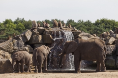 African bush elefants;Loxodonta africana
