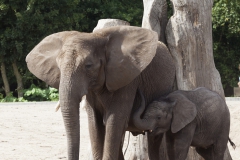 African bush elefants;Loxodonta africana