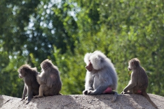 Papio hamadryas; hamadryas baboon