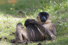 White cheeked gibbon; Nomascus leucogenys