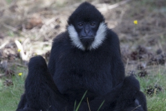 White cheeked gibbon; Nomascus leucogenys