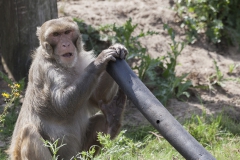 Rhesus macaque; Macaca mulatta