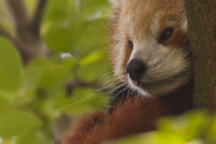 Ailurus fulgens; Roter Panda;Red Panda