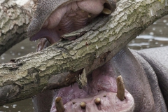 Hippopotamus amphibiu; Hippo