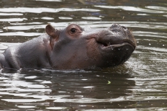 Hippopotamus amphibiu;Hippo