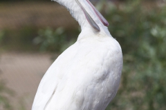 African Spoonbill; Platalea alba