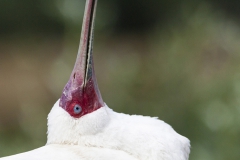 African Spoonbill; Platalea alba